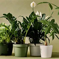 Thực vật "thở" như thế nào?