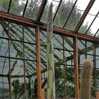 Cây thùa 57 năm mới nở hoa rồi chết