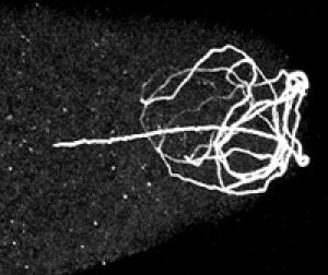 Nguồn gốc của giới tính.