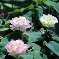 Inside the Hanoi center conserving Vietnam's rarest lotus varieties