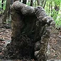 Gốc cây "zombie" được khu rừng nuôi sống