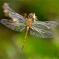 Mỹ mô phỏng não chuồn chuồn để phát triển hệ thống đánh chặn tên lửa