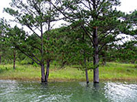 Thông Đà Lạt đang chết đứng