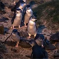 Australia di dời người dân để nhường chỗ ở cho chim cánh cụt tí hon