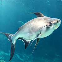 Các sông và hồ trên thế giới đã mất gần 90% các loài sinh vật cỡ lớn