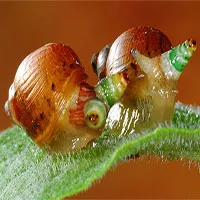 Loài giun ký sinh biến ốc sên thành "thây ma"