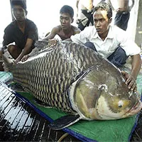 Đập thủy điện làm đổi dòng chảy, "thủy quái" Mekong bên bờ tuyệt chủng