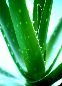 Nhân giống cây lô hội bằng nuôi cấy mô tế bào