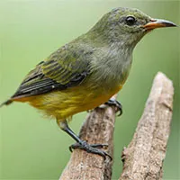 Chim sâu và những thông tin cơ bản về loài chim này