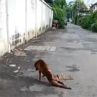 Con chó tinh ranh, giả què để xin thức ăn người đi đường