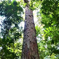 Tìm thấy cây cao nhất trong rừng Amazon