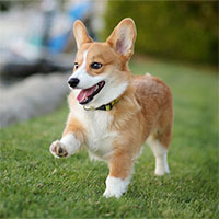 Những thông tin cực thú vị về chó Corgi mà bạn không thể bỏ qua