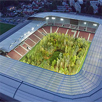 Rừng cây trong sân bóng đá