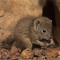 Loài thú có túi chết hàng loạt sau mỗi mùa giao phối