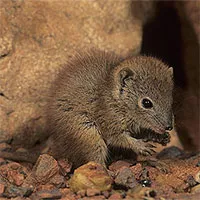 Loài thú có túi chết hàng loạt sau mỗi mùa giao phối