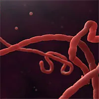 Virus Ebola đang dần tiến hóa, đe dọa nghiêm trọng tới sức khỏe người dân Cộng hòa Congo