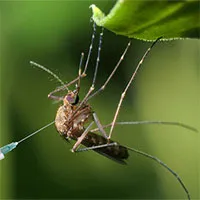Muỗi cái không chịu "yêu đương" với muỗi đực biến đổi gene, dự án tiêu diệt loài muỗi thất bại