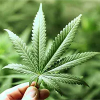 Khám phá ra cách cây cần sa "tổng hợp" các chất giảm đau