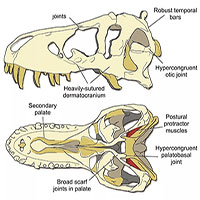 Hộp sọ của T-rex cứng đến mức chính nó cũng không thể cắn vỡ