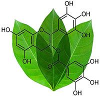 EGCG là gì và tác dụng của EGCG