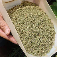 “Heroin thảo dược" - sinh kế của nông dân Indonesia