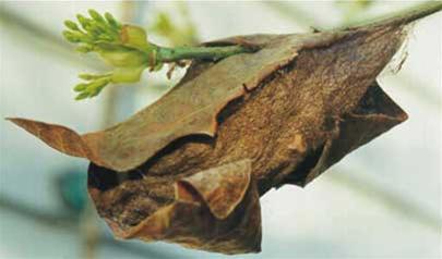 Vì sao kén của côn trùng bám rất chắc?