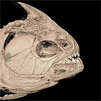 Cách mọc răng giúp cá piranha ăn sạch mọi thứ