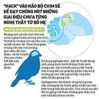 Các nhà khoa học "hack" não chim sẻ, dạy chúng hót những giai điệu chưa từng nghe thấy từ bố mẹ