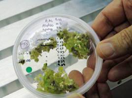 Một khám phá có thể tạo ra protein để làm thức ăn cho hàng triệu người.