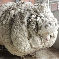 Sự ra đi của chú cừu Chris nổi tiếng về bộ lông khổng lồ nhất thế giới