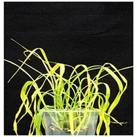 Hoạt chất mới bảo vệ cây trồng khỏi hạn hán, bất chấp biến đổi khí hậu
