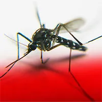 Cấy gene "tử thần" để tiêu diệt loài muỗi