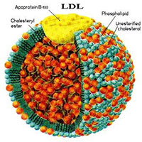 Chỉ số LDL cholesterol trong máu là gì?