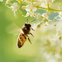 Côn trùng giữ ấm cơ thể như thế nào?