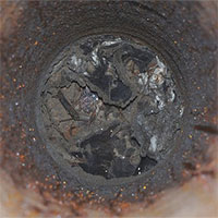 Đàn kiến triệu con ăn thịt đồng loại để sống sót trong boongke