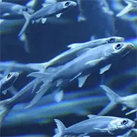 Hỏi khó: Cá có ngủ không?