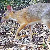 半分シカ・半分ネズミの動物、ベトナムで30年近くぶりに再発見