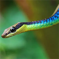 Loài rắn cây độc đáo ở Úc có thể… nhảy từ cây này sang cây khác