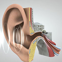 Hành trình đầy thú vị của âm thanh từ tai đến não bộ