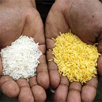 Bangladesh sắp trở thành quốc gia đầu tiên cho phép trồng gạo vàng biến đổi gene