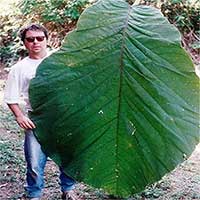 Cây rừng Amazon có lá dài hơn người trưởng thành