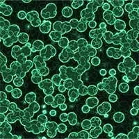 Phát triển loại vi khuẩn chỉ "ăn" khí CO2
