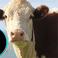 Thịt bò bạn thấy mỗi ngày chỉ chiếm 60% con bò! 40% còn lại để làm những thứ "siêu dị" này cơ!