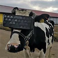 Bò xem phim VR vắt được nhiều sữa hơn