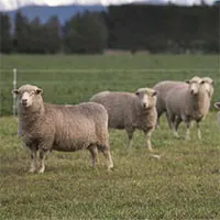 New Zealand lai tạo loại cừu ít xì hơi để ngăn biến đổi khí hậu
