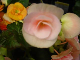 Kiên Giang: Phát hiện loài thực vật mới