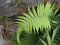 Trung Quốc: Trồng cây giải độc cho đất