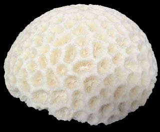 Mô hình có khả năng dự đoán tình trạng san hô trong tương lai