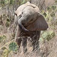 Kenya đau đầu tìm cách đối phó "xương rồng quỷ"