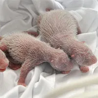 Giới khoa học đau đầu tìm lời giải "Tại sao gấu trúc khổng lồ mới sinh chỉ nặng 100 gram"?